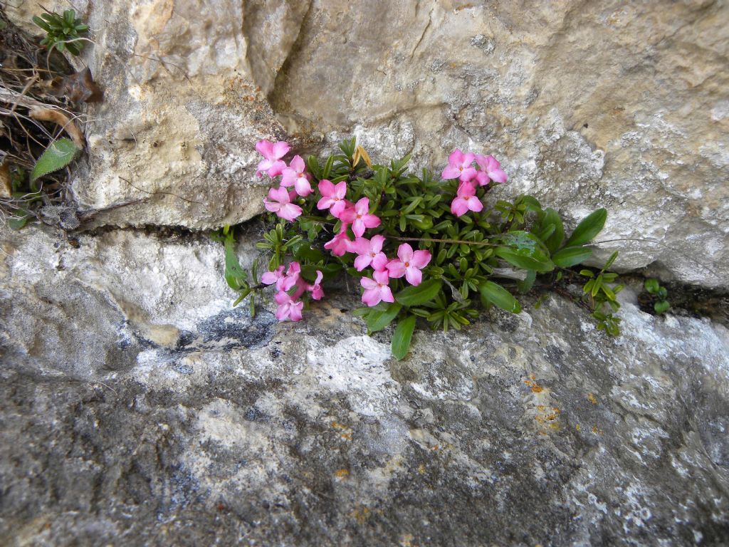 Daphne petraea